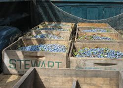 crates of blueberries in truck